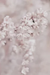 Fleurs roses de rêve