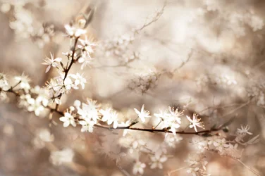 Fleurs blanches de rêve