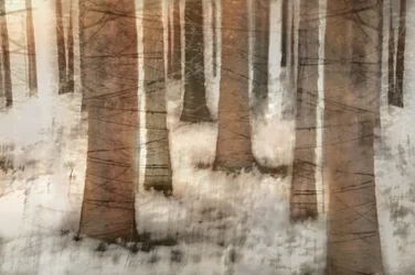 Une forêt hivernale de rêve