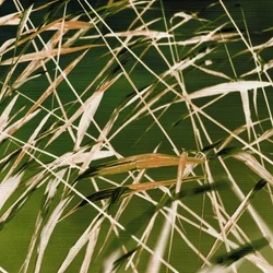 La beauté dynamique de la nature