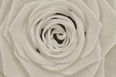 Élégante rose blanche
