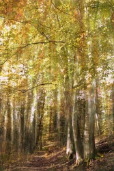 Le sentier de la forêt enchantée