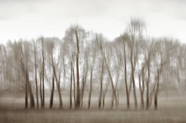 Arbres flous et éthérés