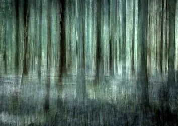 Flou de la forêt éthérée