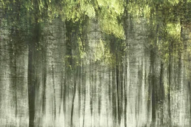 Lumière de la forêt éthérée