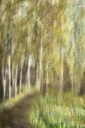 Promenade dans la forêt éthérée