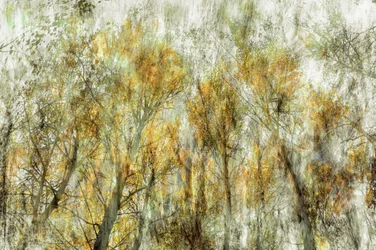 Arbres dorés éthérés