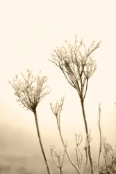 Plantes hivernales éthérées