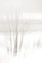 Une forêt hivernale éthérée