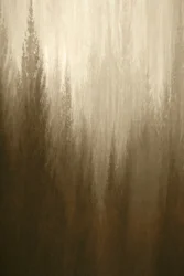 Brume forestière