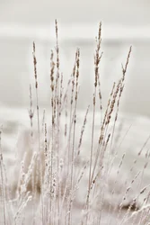Herbe hivernale givrée