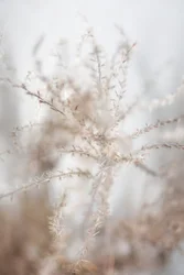 Plantes séchées délicates