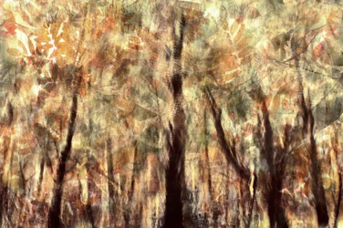 Forêt d