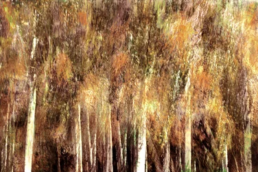 Forêt d