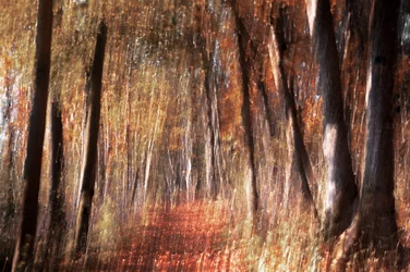 Forêt d