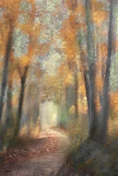 Sentier forestier aux couleurs de l
