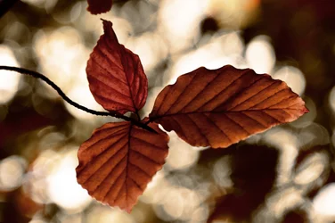 Feuilles d