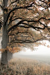 Brume d