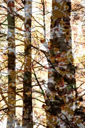Les couches de la Forêt dorée