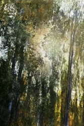 Lumière de la forêt dorée