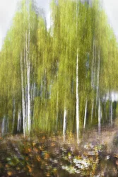 Forêt de bouleaux verts - Résumé