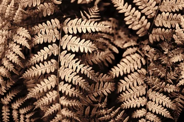 Fougères sépia aux motifs complexes