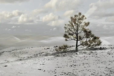 Paysage hivernal avec un arbre solitaire