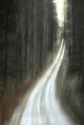Sentier forestier lumineux