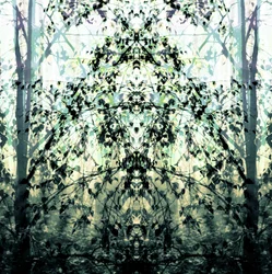 Le rêve de la forêt en miroir