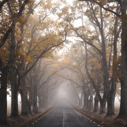 Une route brumeuse en automne