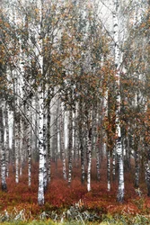 La forêt de bouleaux brumeuse