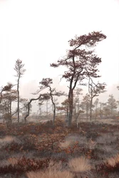 Arbres de marais brumeux
