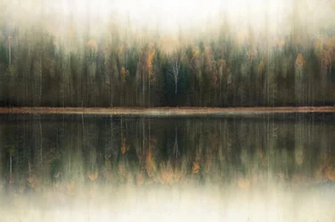 Reflet dans la forêt brumeuse