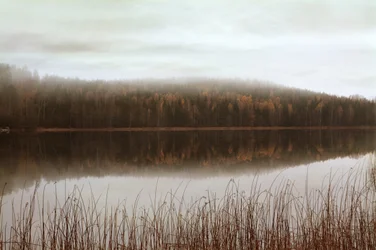 Reflets dans la forêt brumeuse