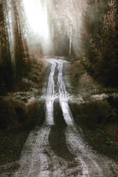 La route de la forêt brumeuse