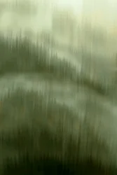 La sérénité de la forêt brumeuse