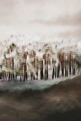 La sérénité de la forêt brumeuse