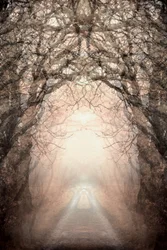 Le chemin brumeux vers la lumière