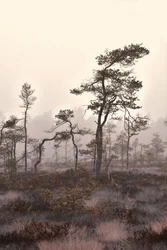 Paysage de pins brumeux