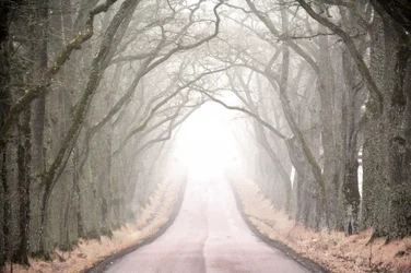Route du tunnel de Misty Tree