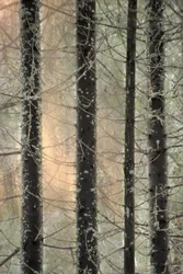 Forêt hivernale brumeuse