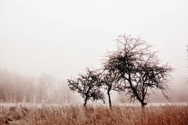 Arbres d