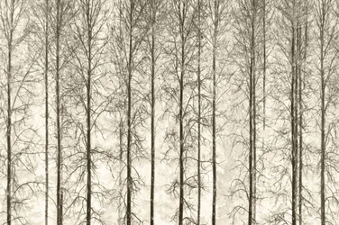 Arbres d