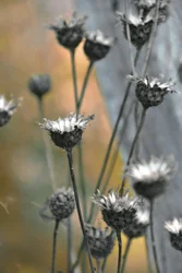 Chardons des jardins
