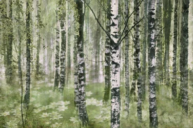 Une forêt de bouleaux paisible