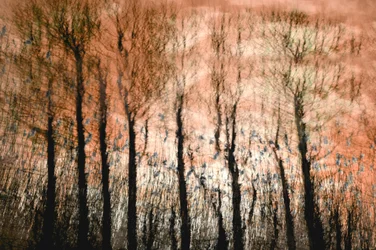 Lueur sereine de la forêt