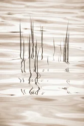 Reflets sereins dans l