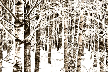 Forêt de bouleaux enneigée