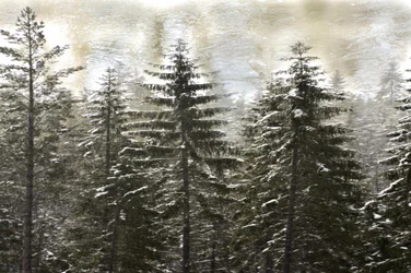 Forêt enneigée en hiver