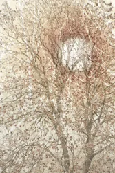 Arbre d